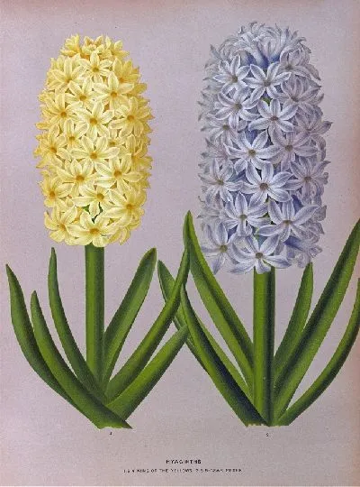 Картина Гиацинты 131 (1872-1881)