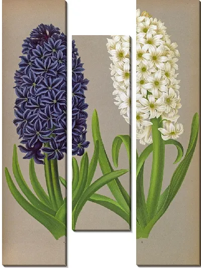 Картина Гиацинты 132 (1872-1881)