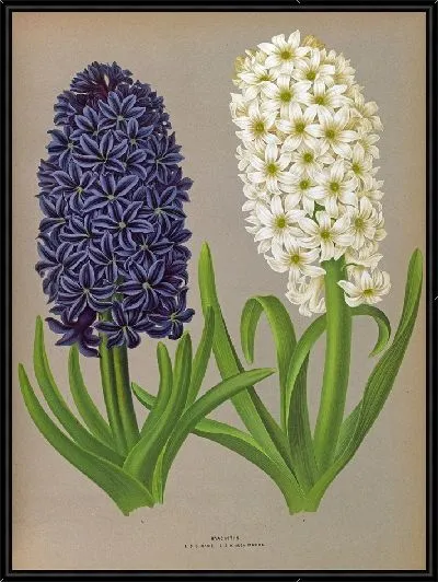 Картина Гиацинты 132 (1872-1881)