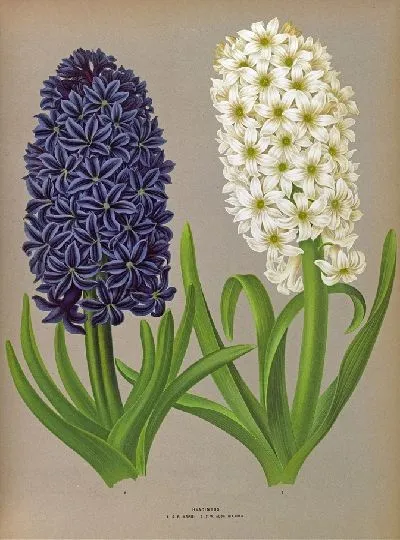 Картина Гиацинты 132 (1872-1881)