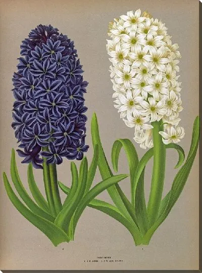 Картина Гиацинты 132 (1872-1881)