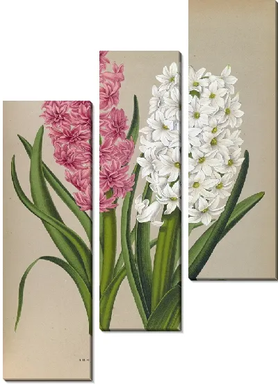 Картина Гиацинты 133 (1872-1881)