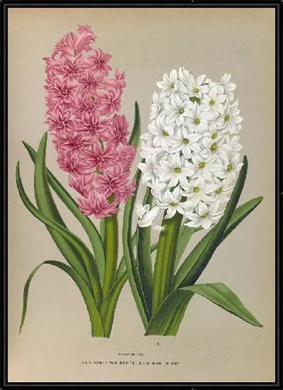 Картина Гиацинты 133 (1872-1881)