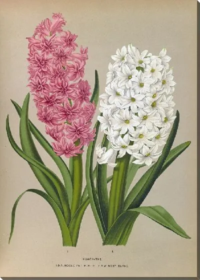 Картина Гиацинты 133 (1872-1881)