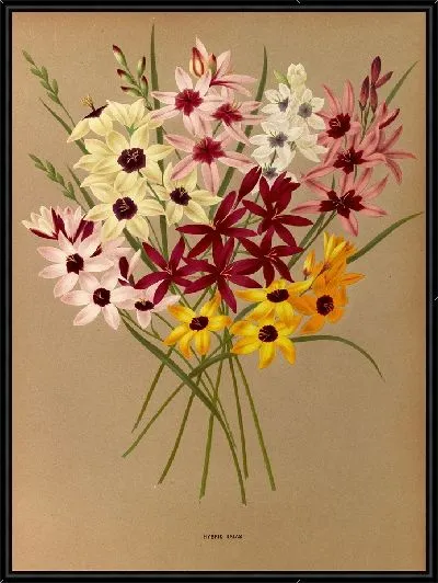 Картина Гибрид Иксиас (1872-1881)