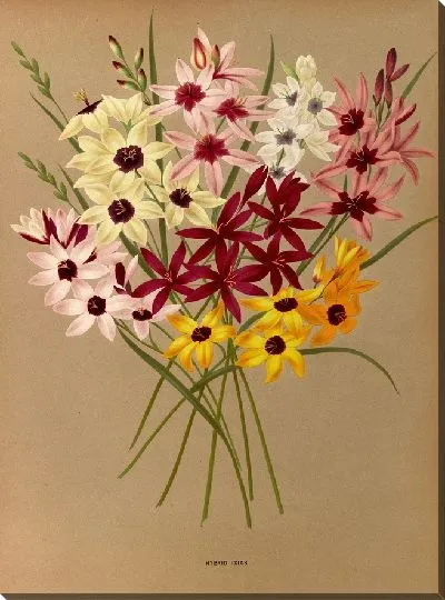 Картина Гибрид Иксиас (1872-1881)