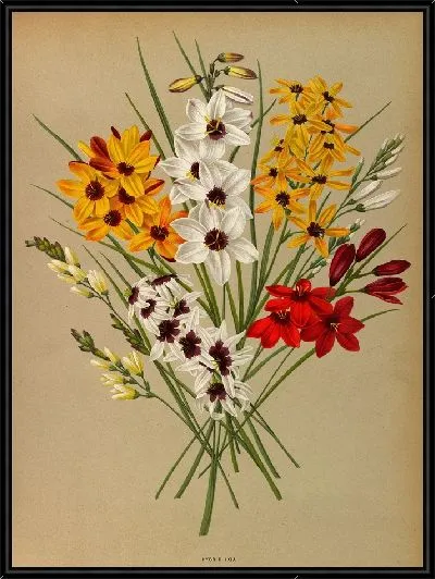 Картина Гибрид Иксия (1872-1881)