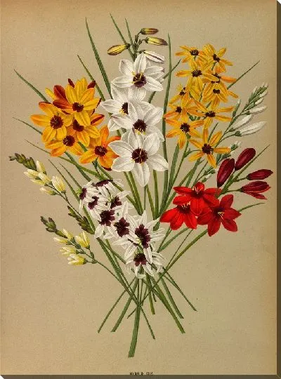 Картина Гибрид Иксия (1872-1881)