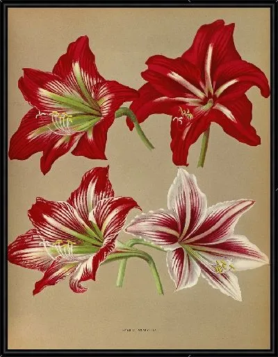 Картина Гибридный Амариллис (1872-1881)