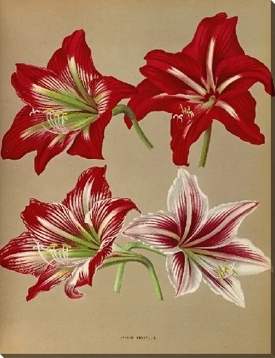 Картина Гибридный Амариллис (1872-1881)