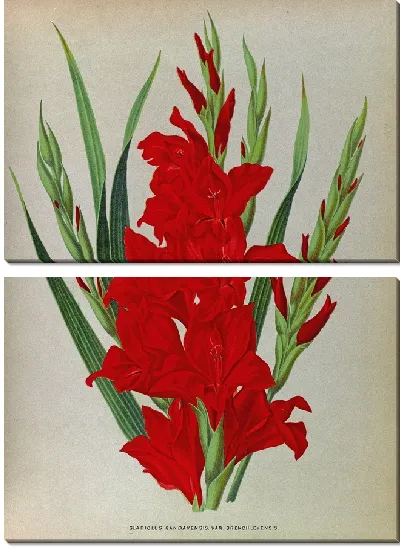 Картина Гладиолус Гандавенсис (1872-1881)
