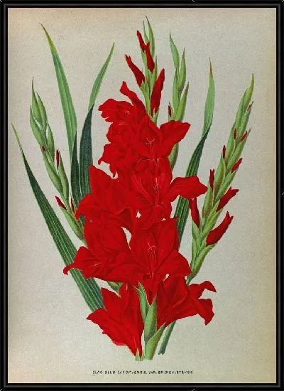 Картина Гладиолус Гандавенсис (1872-1881)