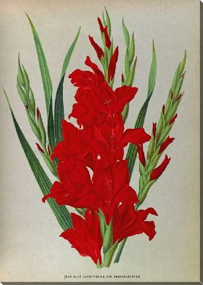 Картина Гладиолус Гандавенсис (1872-1881)