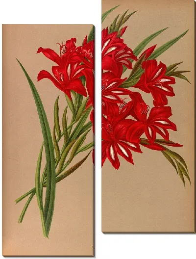 Картина Гладиолус Кардиналис (1872-1881)
