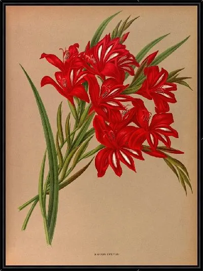 Картина Гладиолус Кардиналис (1872-1881)