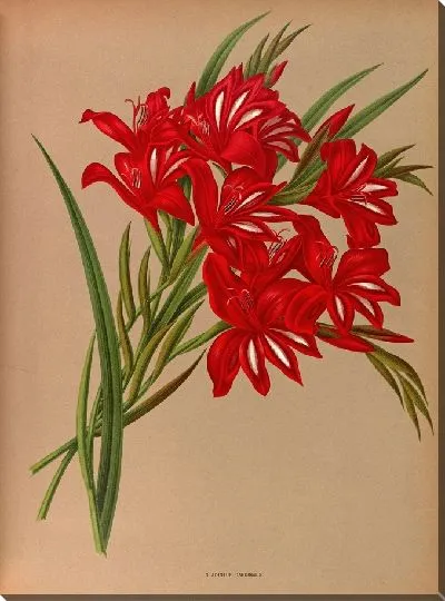 Картина Гладиолус Кардиналис (1872-1881)