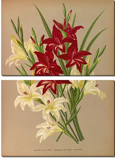 Картина Гладиолус Колвиллии, Гладиолус Колвиллии Флор Альбо (1872-1881)