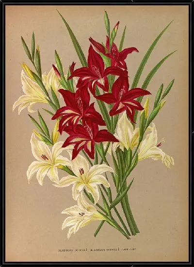Картина Гладиолус Колвиллии, Гладиолус Колвиллии Флор Альбо (1872-1881)