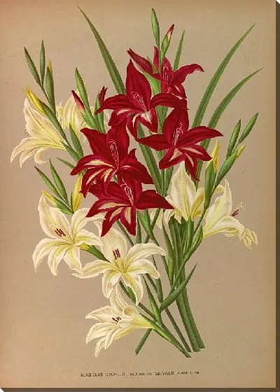 Картина Гладиолус Колвиллии, Гладиолус Колвиллии Флор Альбо (1872-1881)