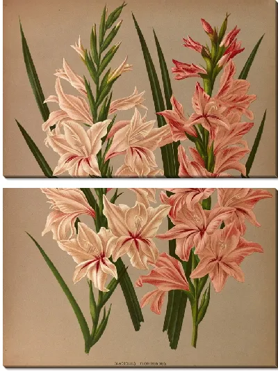 Картина Гладиолус Флорибундус (1872–1881)