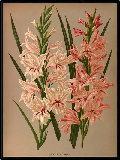 Картина Гладиолус Флорибундус (1872–1881)