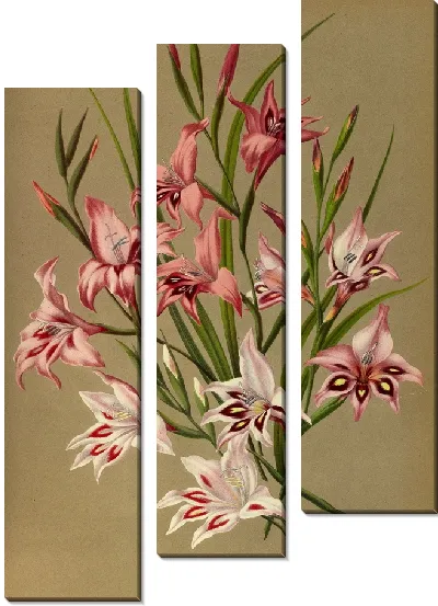 Картина Гладиолусы, карликовые гибриды (1872-1881)