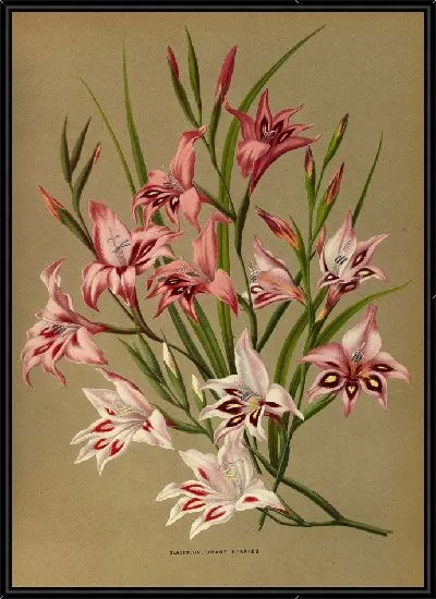 Картина Гладиолусы, карликовые гибриды (1872-1881)