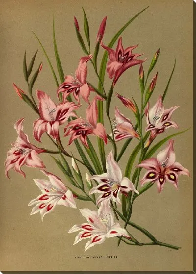 Картина Гладиолусы, карликовые гибриды (1872-1881)