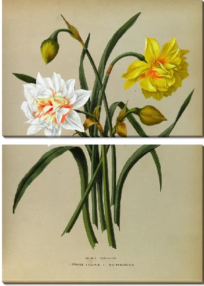 Картина Двойной Нарцисс 1.Оранжевый Феникс. 2. Несравненный (1872-1881).