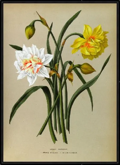 Картина Двойной Нарцисс 1.Оранжевый Феникс. 2. Несравненный (1872-1881).