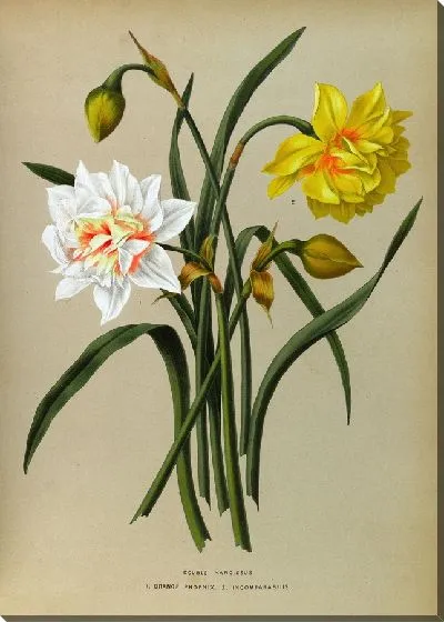 Картина Двойной Нарцисс 1.Оранжевый Феникс. 2. Несравненный (1872-1881).