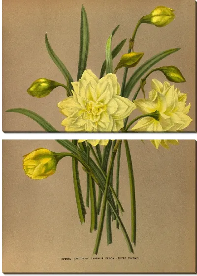 Картина Двойной Нарцисс Сульфур Кроон Серебряный Феникс (1872-1881)