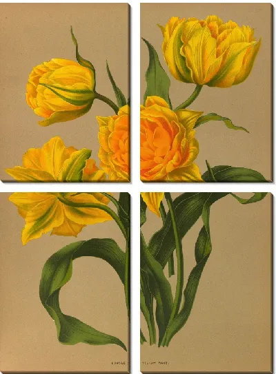 Картина Двойной тюльпан желто-розового цвета (1872-1881)