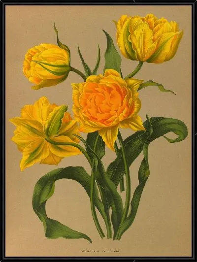 Картина Двойной тюльпан желто-розового цвета (1872-1881)