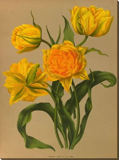 Картина Двойной тюльпан желто-розового цвета (1872-1881)