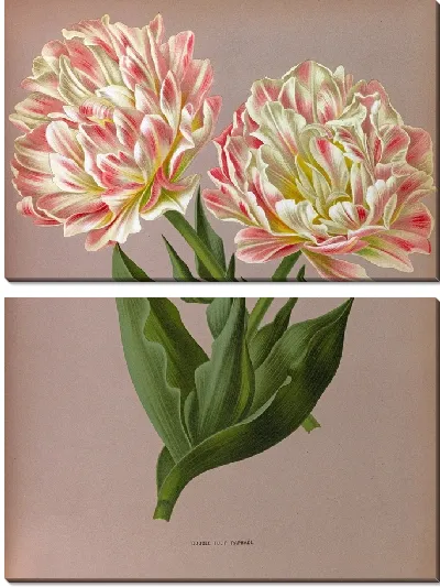 Картина Тюльпаны Рафаэль (1872-1881)