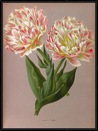Картина Тюльпаны Рафаэль (1872-1881)