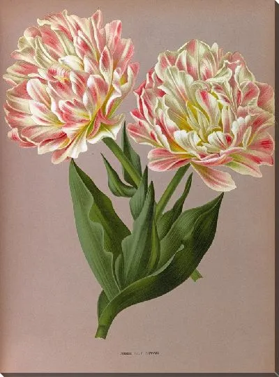 Картина Тюльпаны Рафаэль (1872-1881)