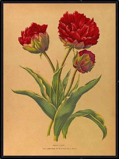 Картина Тюльпаны Рекс Руброрум с пестрыми листьями (1872-1881)
