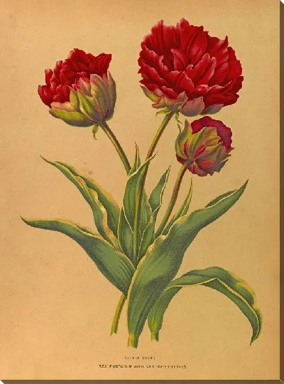 Картина Тюльпаны Рекс Руброрум с пестрыми листьями (1872-1881)