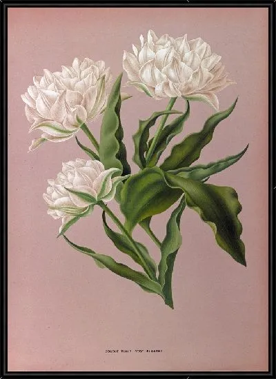 Картина Тюльпаны Розе Бланш (1872-1881)
