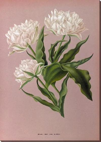 Картина Тюльпаны Розе Бланш (1872-1881)