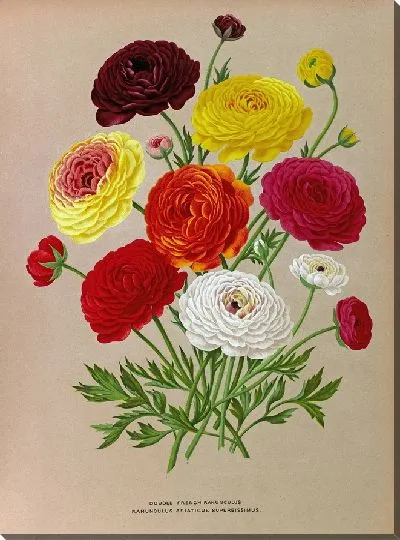 Картина Двойной французский лютик (1872-1881)