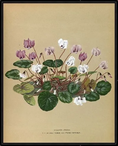 Картина Цикламен Аткинсии, Аткинсии Розеум, Аткинсии Пурпуреум (1872-1881)
