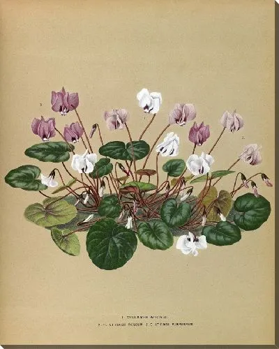 Картина Цикламен Аткинсии, Аткинсии Розеум, Аткинсии Пурпуреум (1872-1881)