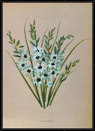 Картина Иксия Виридифлора (1872-1881)
