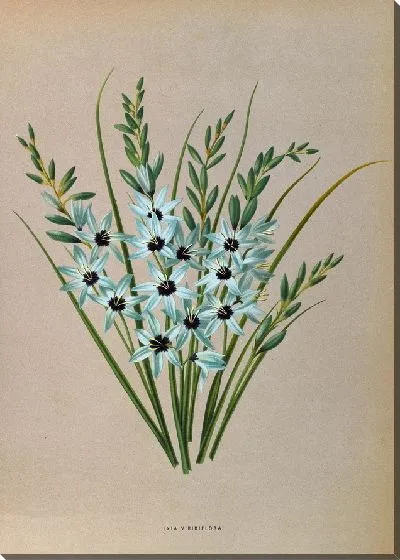 Картина Иксия Виридифлора (1872-1881)