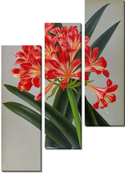 Картина Имантофиллум миниатюрный (1872-1881)