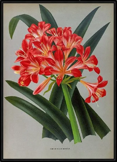 Картина Имантофиллум миниатюрный (1872-1881)