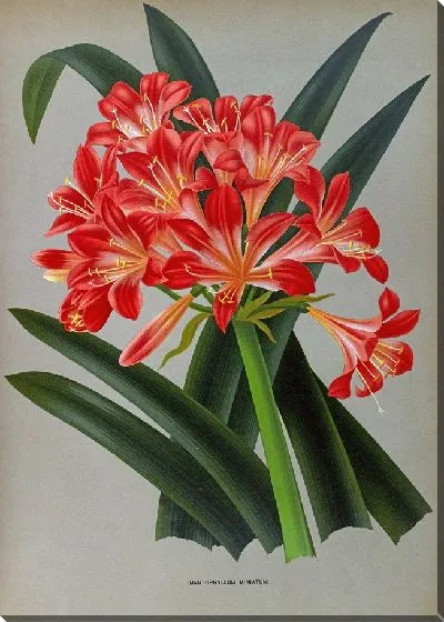 Картина Имантофиллум миниатюрный (1872-1881)